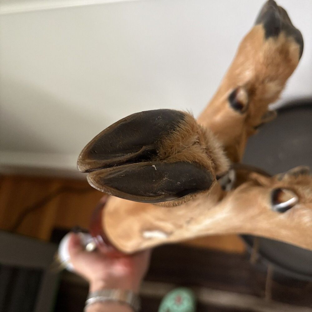 Vintage Taxidermy Deer Hoof Lamp 3 Leg Tripod Base Rustic Cabin Lodge Decor Work - Picture 12 of 13